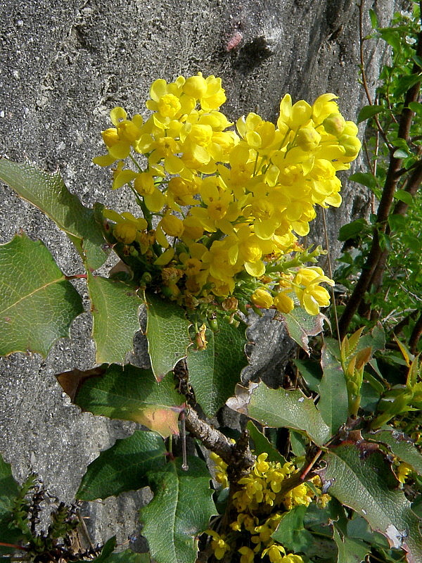 mahónia cezmínolistá Mahonia aquifolium (Pursh) Nutt.
