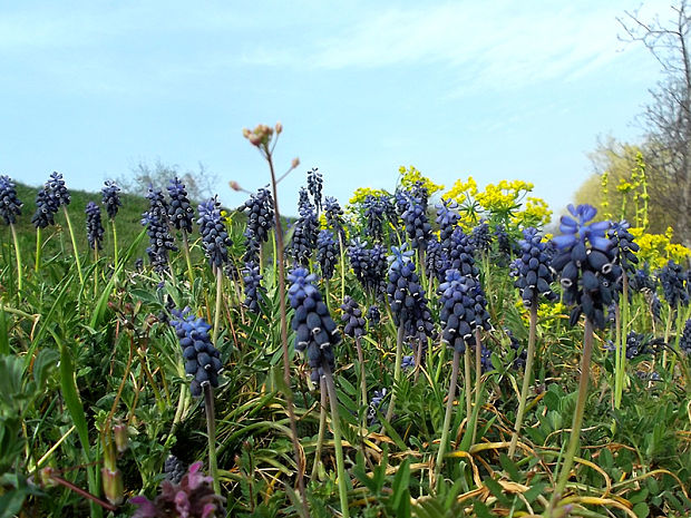 modrica strapcovitá Muscari atlanticum Boiss. et Reut.