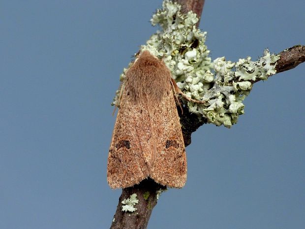 mora dubová (sk) / jarnice menší (cz) Orthosia cruda Denis & Schiffermüller,1775