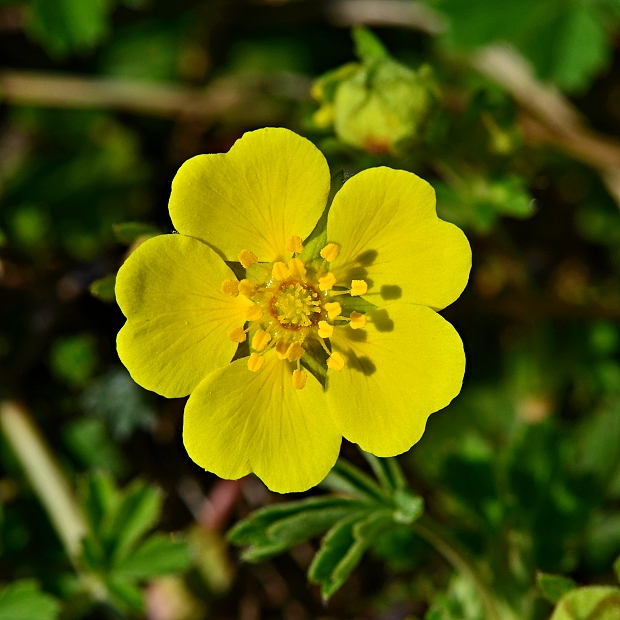 nátržník piesočný Potentilla arenaria Borkh.