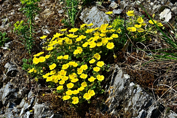 nátržník piesočný Potentilla arenaria Borkh.