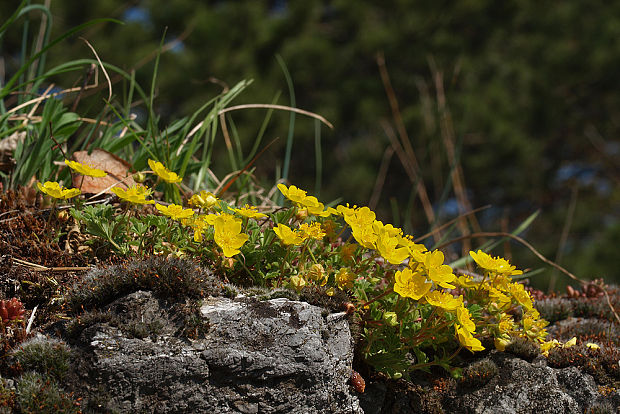 nátržník piesočný Potentilla arenaria Borkh.