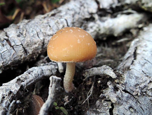 drobuľka Psathyrella sp.