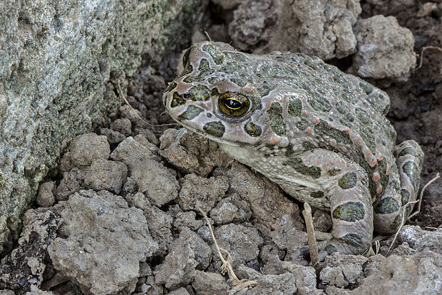 ropucha zelená Pseudepidalea viridis