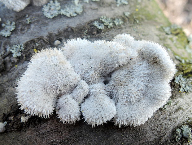 klanolupeňovka obyčajná Schizophyllum commune Fr.