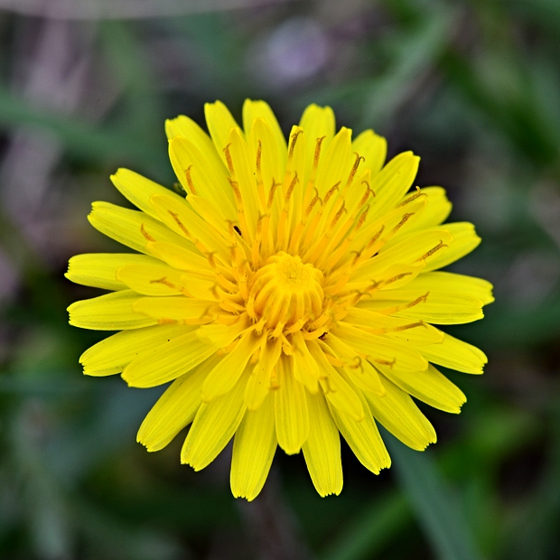 púpava sliezska Taraxacum cf. parnassicum Dahlst.