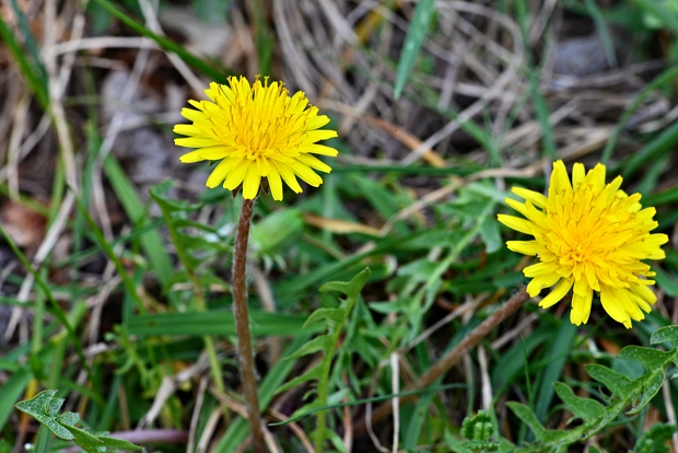 púpava sliezska Taraxacum cf. parnassicum Dahlst.