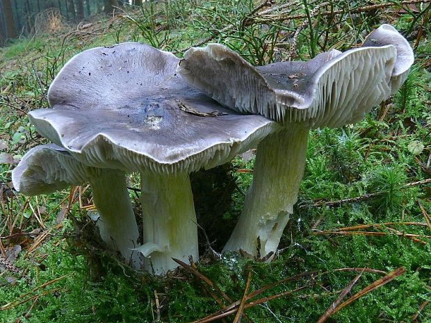 čírovka sivá Tricholoma portentosum (Fr.) Quél.