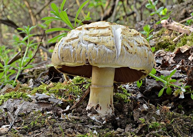 pečiarka dvojvýtrusná Agaricus bisporus (J.E. Lange) Imbach