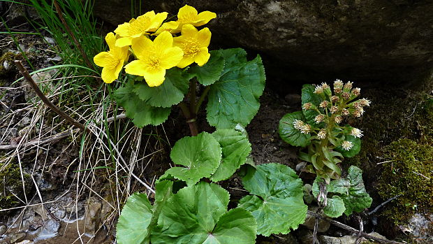 záružlie močiarne horské Caltha palustris subsp. laeta (Schott, Nyman et Kotschy) Hegi