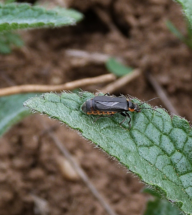 snehulčík tmavý Cantharis obscura