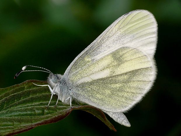 mlynárik hrachorový (sk) / bělásek hrachorový (cz) Leptidea sinapis Linnaeus, 1758