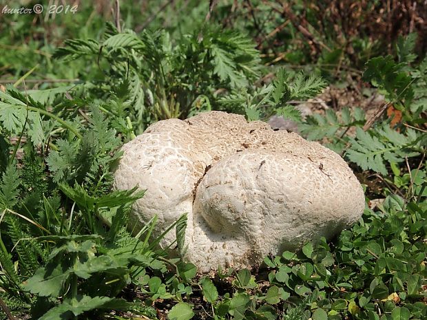 rozpadavec dlabaný Lycoperdon utriforme Bull.