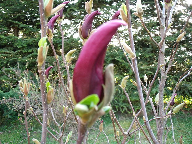magnolia Magnolia sp.