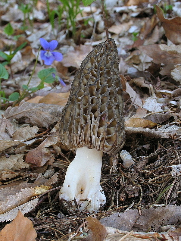 smrčok kužeľovitý Morchella conica Pers.