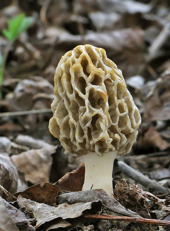 smrčok jedlý Morchella esculenta (L.) Pers.