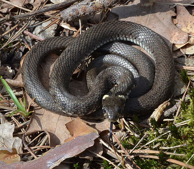 užovka Natrix natrix