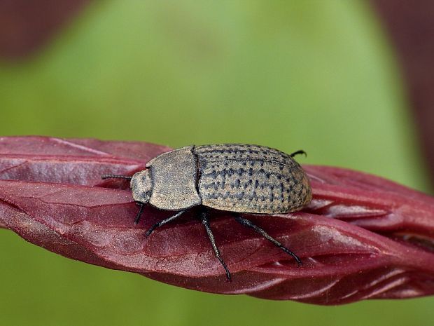 potemník pieskový - potemník písečný Opatrum sabulosum Linnaeus, 1761