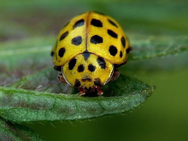 lienka múčnatá (sk) / slunéčko dvaadvacetitečné (cz) Psyllobora vigintiduopunctata Linnaeus, 1758