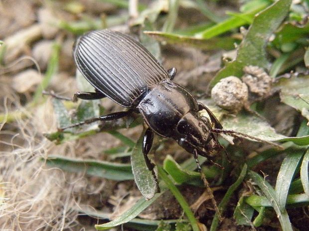 utekáčik Pterostichus melanarius