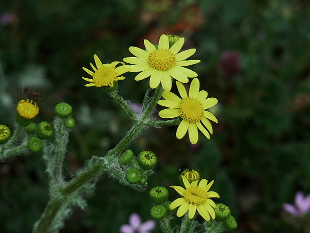 starček jarný Senecio vernalis Waldst. et Kit.