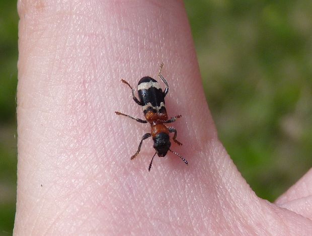 pestroš Thanasimus formicarius