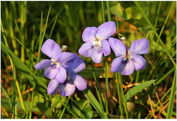 fialka rivinova Viola riviniana Rchb.