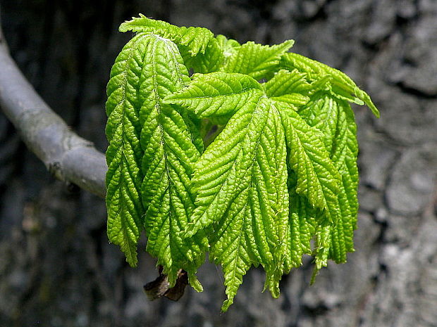 pagaštan konský Aesculus hippocastanum L.