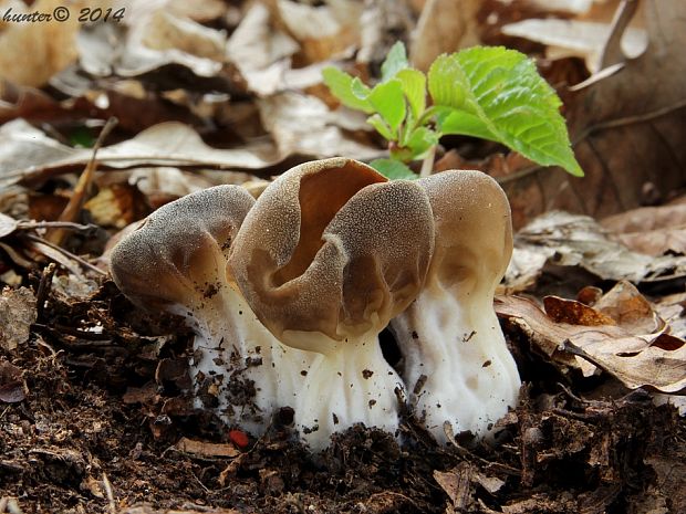 chriapač kalíškovitý Helvella acetabulum (L.) Quél.