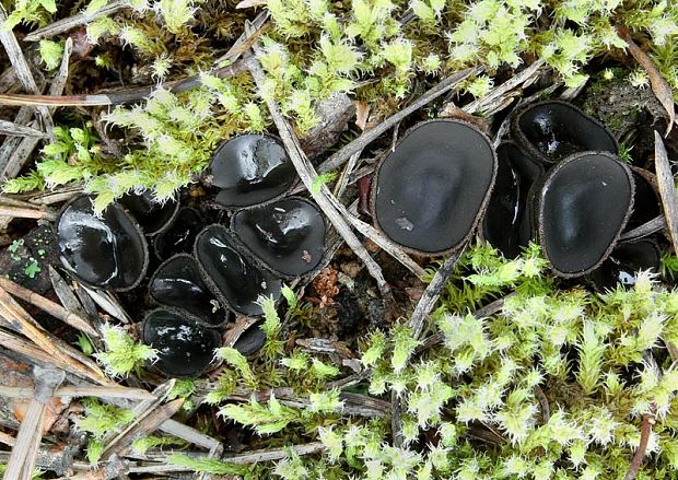 misôčka Pseudoplectania sp.