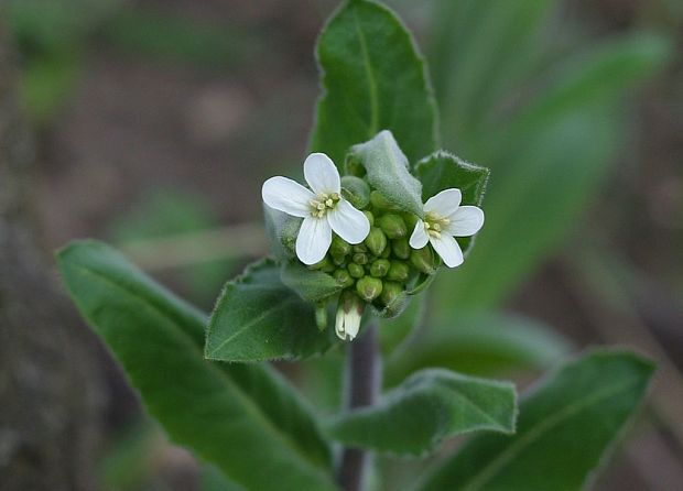 arábka ovisnutá Arabis turrita L.