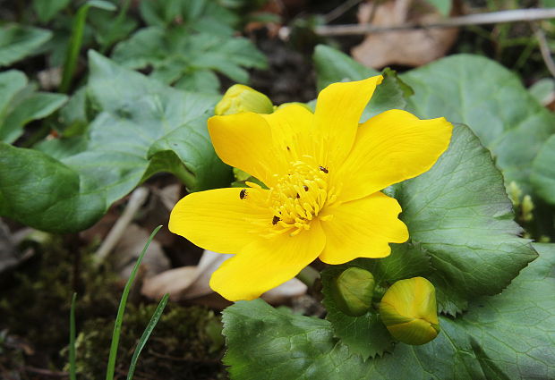 záružlie močiarne Caltha palustris L.