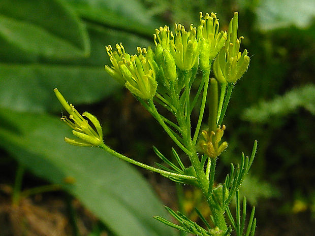 úhorník liečivý/úhorník mnohodílný Descurainia sophia (L.) Webb ex Prantl