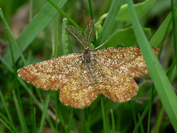 piadivka vresová♂ Ematurga atomaria