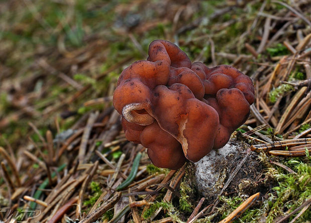 ušiak obyčajný Gyromitra esculenta (Pers.) Fr.