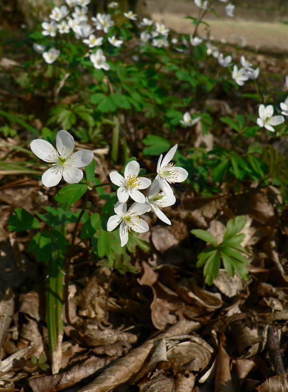 veterník žltuškovitý Isopyrum thalictroides L.