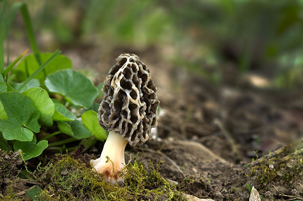 smrčok jedlý Morchella esculenta (L.) Pers.