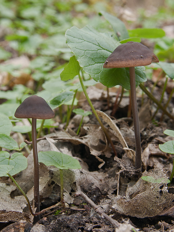 tanečnica cesnaková Mycetinis alliaceus (Jacq.) Earle ex A.W. Wilson & Desjardin