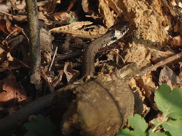 užovka obojková Natrix natrix