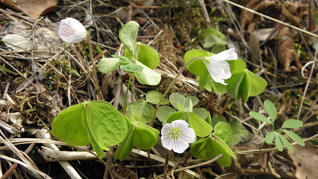 kyslička obyčajná Oxalis acetosella L.