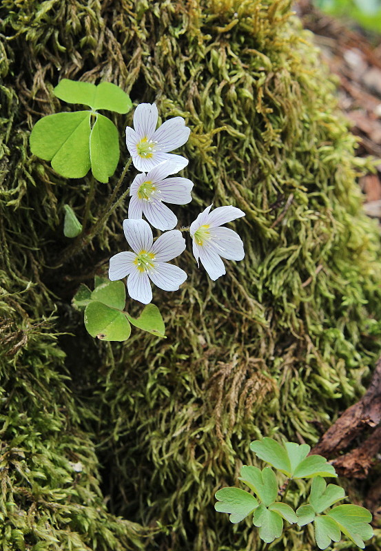 kyslička obyčajná Oxalis acetosella L.