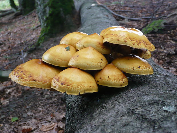 šupinovka slizká Pholiota adiposa (Batsch) P. Kumm.