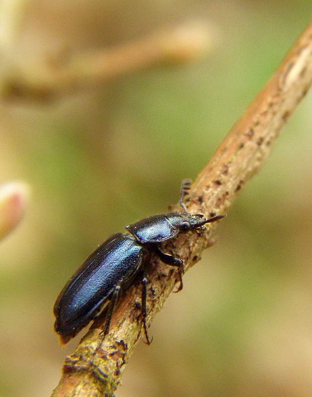 roháčik kovový Platycerus caraboides