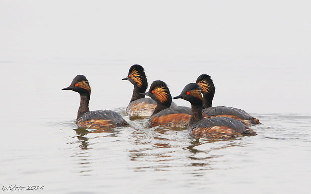 potápka čiernokrká Podiceps nigricollis