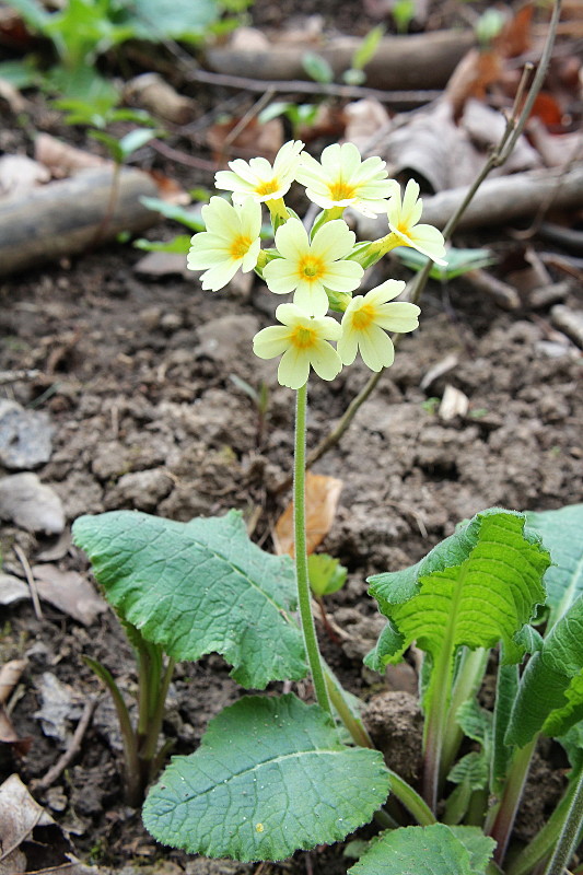 prvosienka vyššia Primula elatior (L.) L.