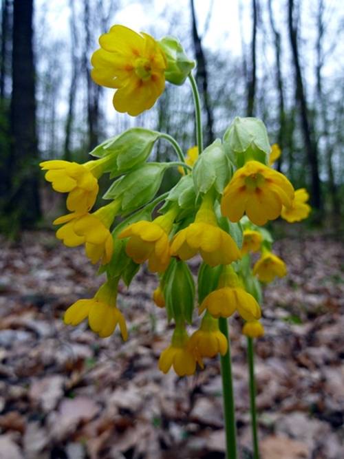 prvosienka jarná Primula veris L.