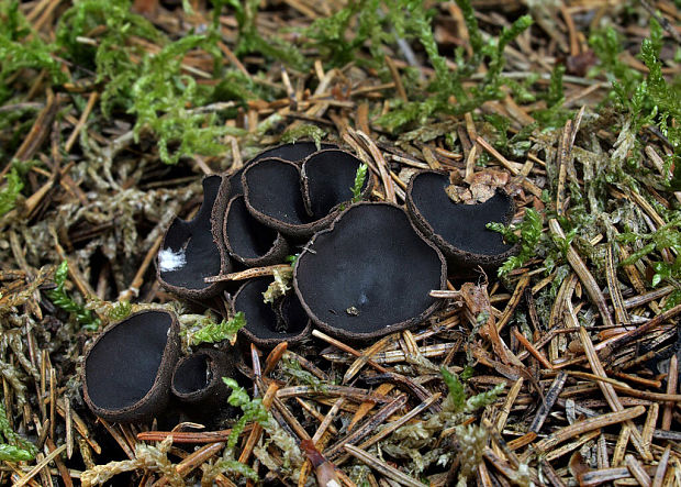 misôčka černastá Pseudoplectania nigrella (Pers.) Fuckel