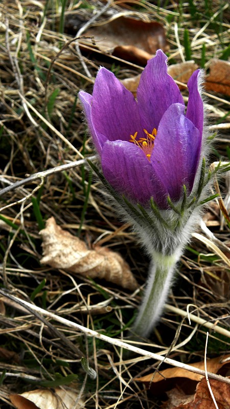 poniklec slovenský Pulsatilla slavica Reuss