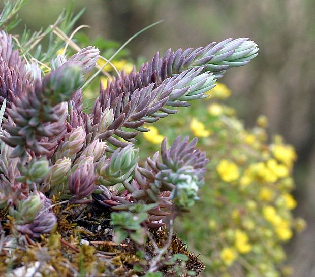 rozchodník skalný Sedum rupestre L.