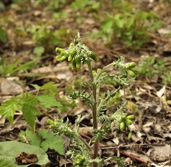 starček obyčajný Senecio vulgaris L.